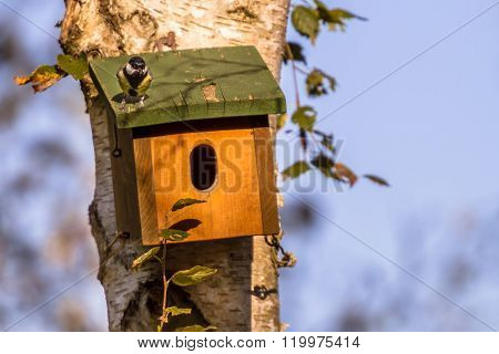Nesting Box With Bird