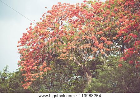 Caesalpinia Pulcherrima Flower In Vintage Retor Color Tone