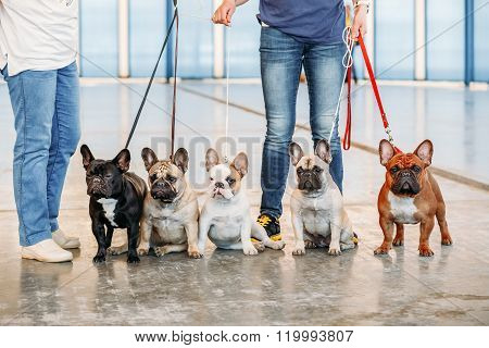 The French Bulldogs are different color next to each other