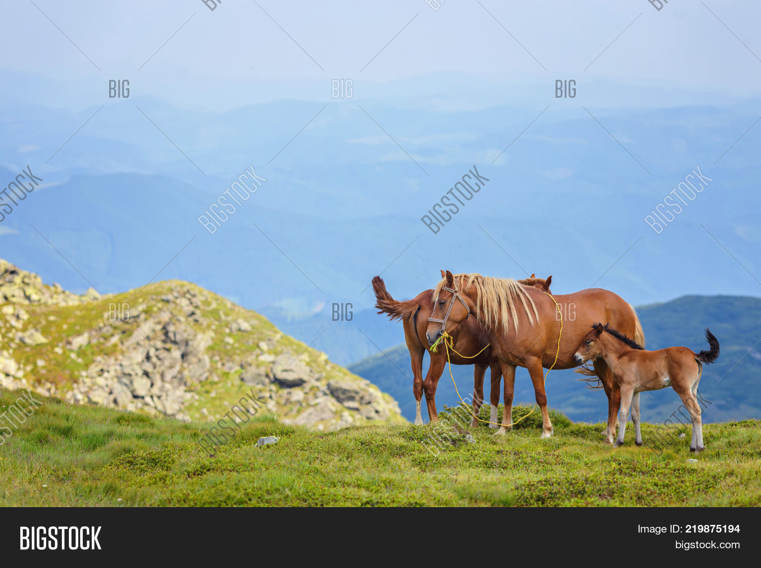 Horses Green Foothills Image & Photo (Free Trial) Bigstock