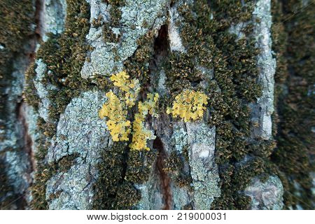Close view of yellow lichen on tree bark
