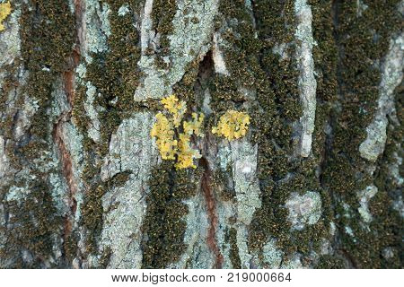 Texture of tree bark with dry moss and multicolored lichen
