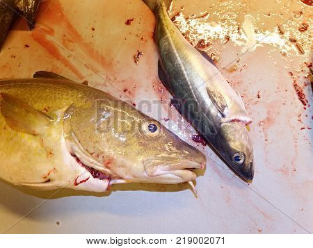 Selling Fresh Killed Fish In Plastic Box. Plastic Box With Bloody Water, Wet Box