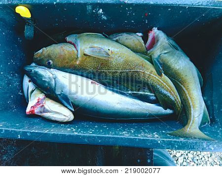 Selling Fresh Killed Fish In Plastic Box. Plastic Box With Bloody Water, Wet Box