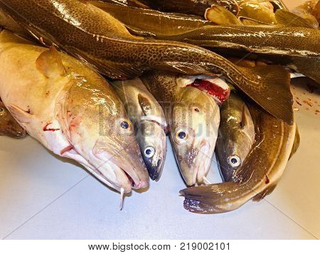 Selling Fresh Killed Fish In Plastic Box. Plastic Box With Bloody Water, Wet Box