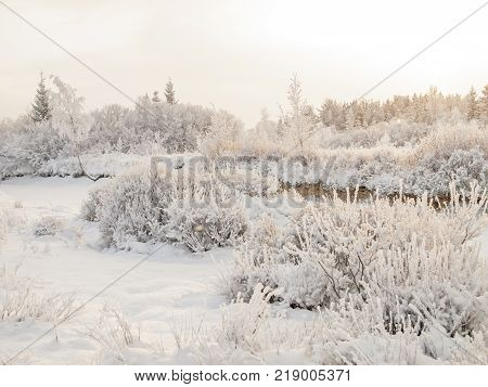 Christmas fairy tale snow scenary. Winter cloudy landscape with snow on the ground and frost on branches of the shrubs.