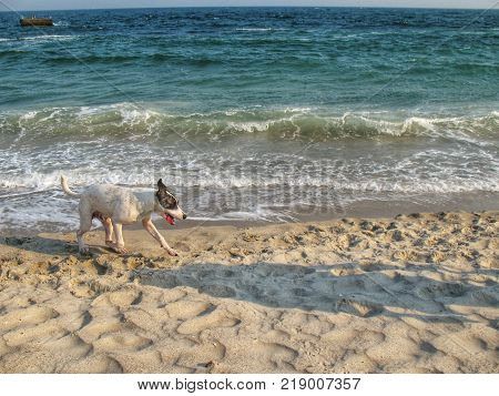 a dog running along the sandy beach