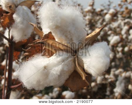 Cotton Field