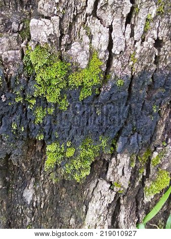 close up bark that began overgrown with moss