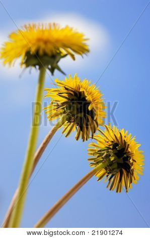 Três leão amarelo close-up de flores isolada em céu azul