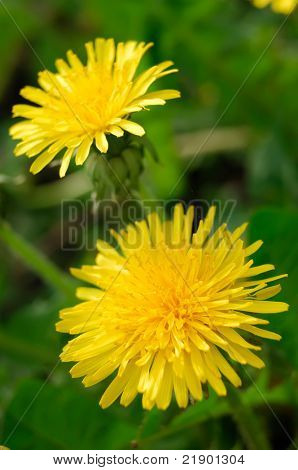 Duas flores amarelas de dandelion Taraxacum closeup