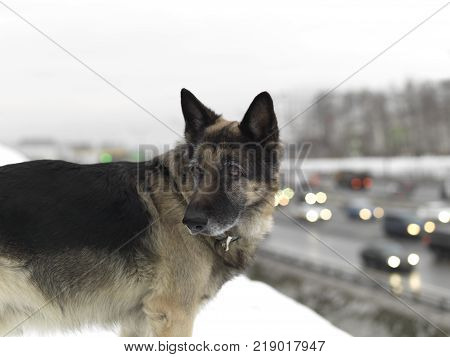 A shepherd dog standing in the foreground and heavy traffic in the blurred background