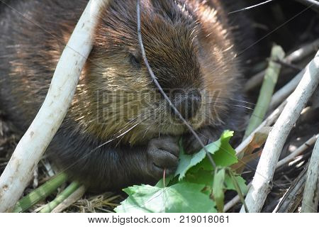 Wildlife photography of a large beaver eating