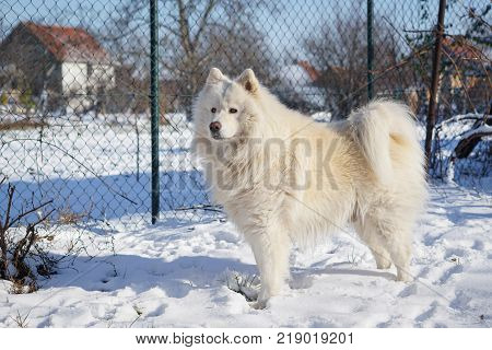 Beautiful white Siberian Samoyed dog in the snow