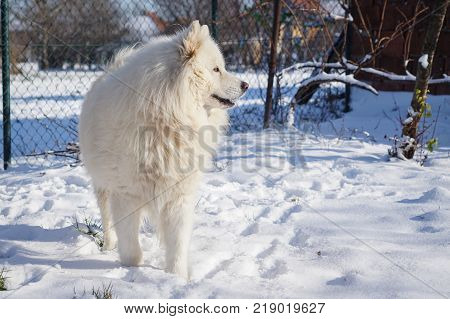 Beautiful white Siberian Samoyed dog in the snow