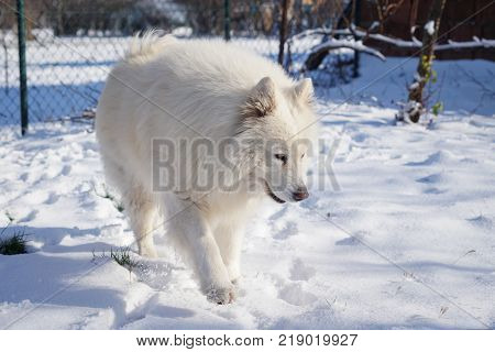 Beautiful white Siberian Samoyed dog in the snow