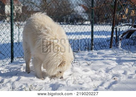 Beautiful white Siberian Samoyed dog in the snow