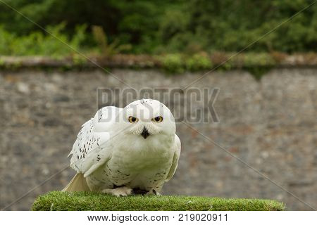 a snowy owl on its perch, Adare, Ireland