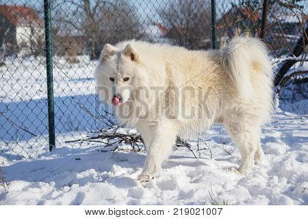 Beautiful white Siberian Samoyed dog in the snow