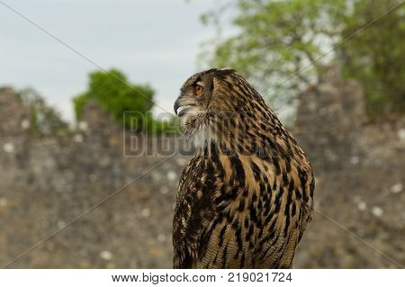 Eurasian Eagle owl sits on a perch, Adare, Ireland