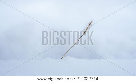 Plant in snow isolated with blured background