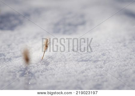 Plant in snow isolated with blured background