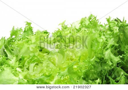 흰색 바탕에는 escarole 꽃 상 추