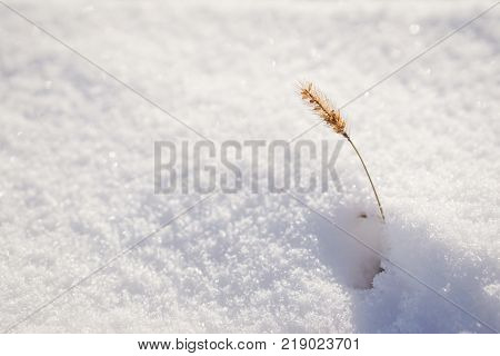 Plant in snow isolated with blured background