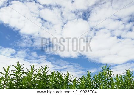 Blue sky with white clouds on a clear summer day