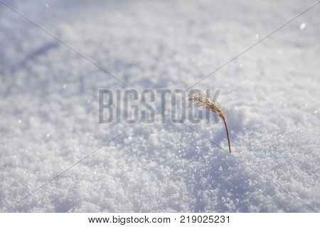 Plant in snow isolated with blured background