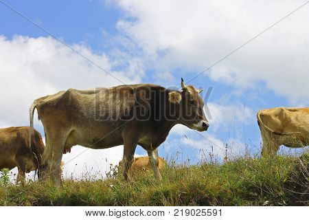 Cows on ths summer meadow against blue sky