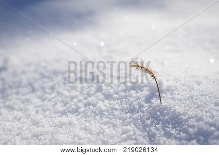 Plant in snow isolated with blured background