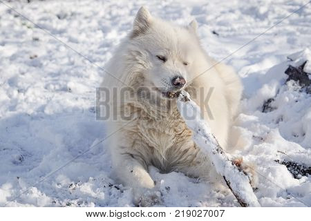 Beautiful white Siberian Samoyed dog in the snow play with wooden stick