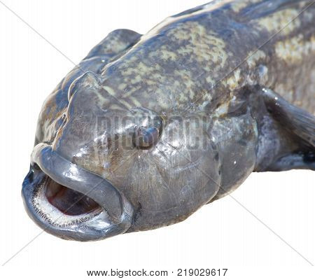 Raw bullhead fish called goby fish on white