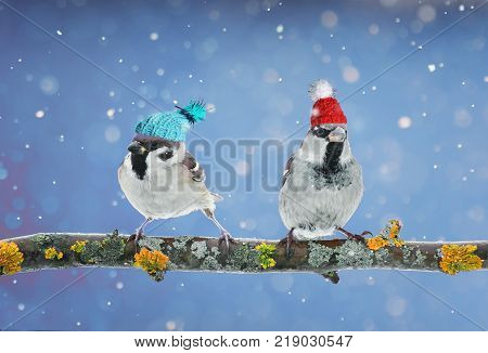 pair of funny birds Sparrow sitting on a branch in winter garden in a humorous knitted hats