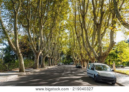 Plane trees in Promenade of the Janiculum in Rome Italy