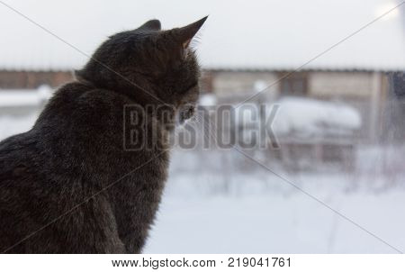 grey cat sitting on windowsill and looking out the window