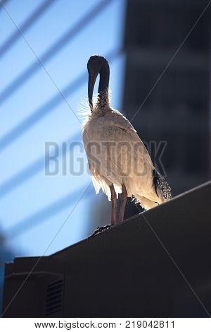 Urbanise White Ibis in the Sydney