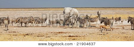 Afrikanische Safari im Etosha-Namibia