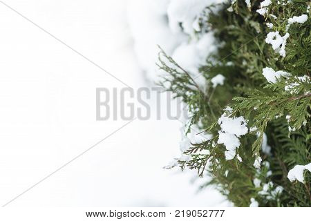 Green cypress branch covered by snow design pattern space for text winter postcard