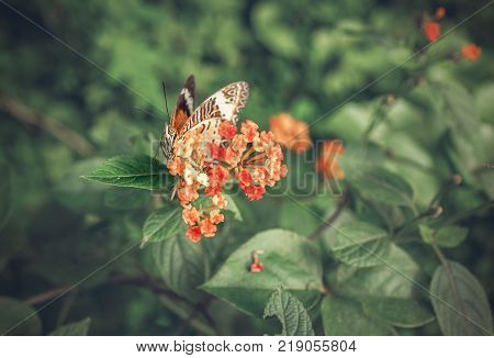 the butterfly sitting on small red flowers