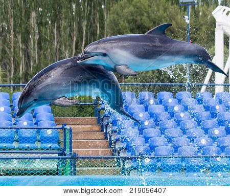two dolphins jumping in the pool . In the park in nature
