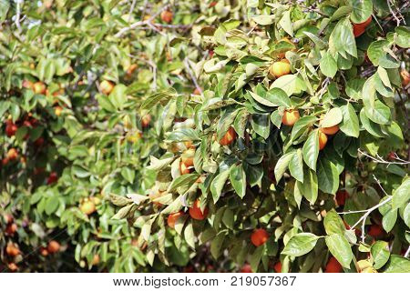 plantation of ripe persimmons in sunny weather, Israel