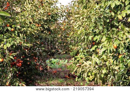 plantation of ripe persimmons in sunny weather, Israel