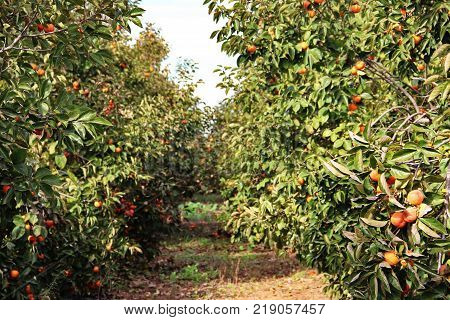 plantation of ripe persimmons in sunny weather, Israel