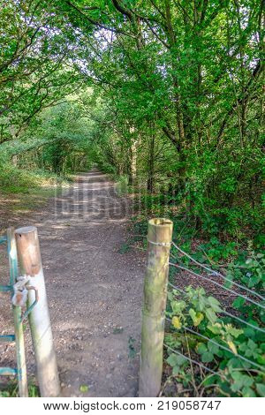 Opening to a forest walk along a sun dappled track. Summer shot in the late afternoon.
