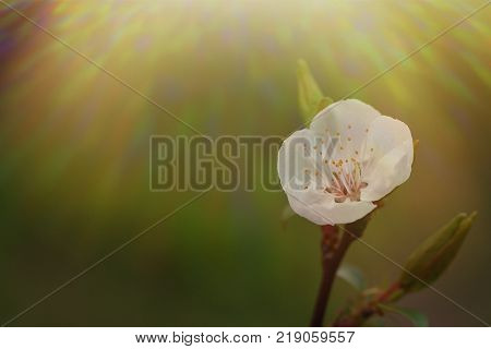 Macro photo of white flower from blooming apricot tree.