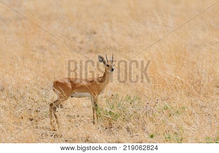 Closeup of Steenbok (scientific name: Raphicerus campestris , or 