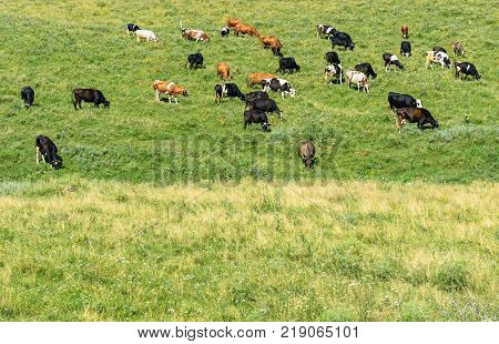 Herd cows grazes on green spring pasture. Copy space for text.