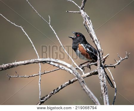 single spotted towhee singing it's heart out in a tree branch on a warm and sunny summer day 